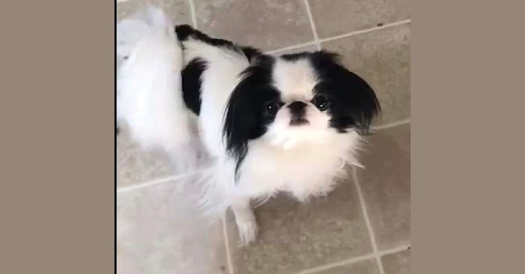 Lucy, a Japanese Chin tested with EmbarkVet.com