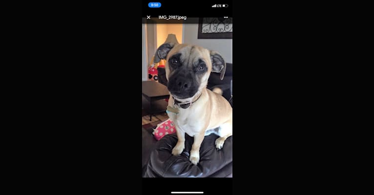 Bulleit, a Pug and Russell-type Terrier mix tested with EmbarkVet.com