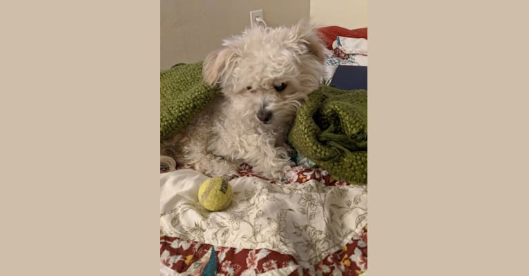 Photo of Kevin, a Poodle (Small), Chihuahua, and Mixed mix in Hayward, CA, USA