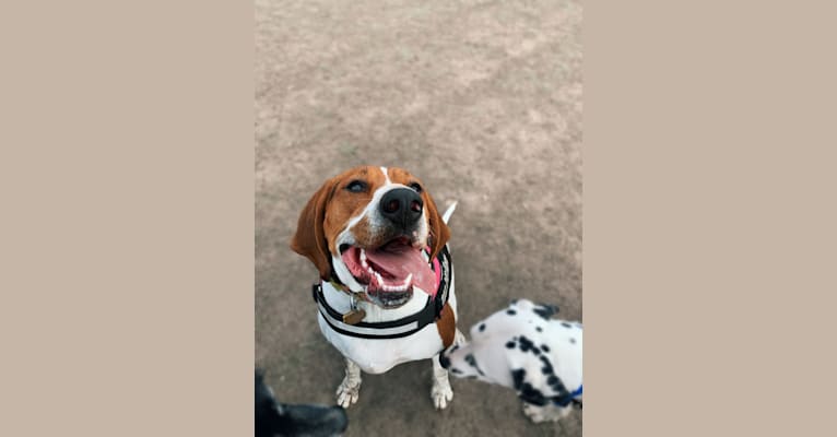 Luna, a Treeing Walker Coonhound tested with EmbarkVet.com