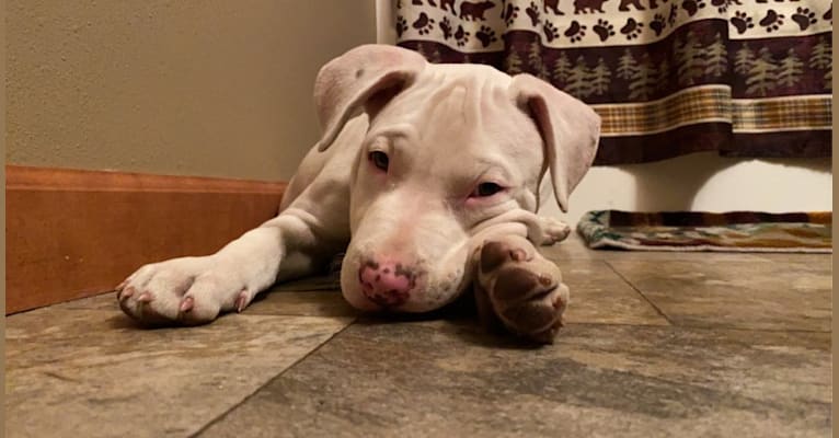 Daryl, an American Pit Bull Terrier and American Staffordshire Terrier mix tested with EmbarkVet.com