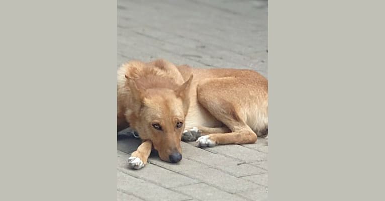 Belle, a German Shepherd Dog and Basenji mix tested with EmbarkVet.com