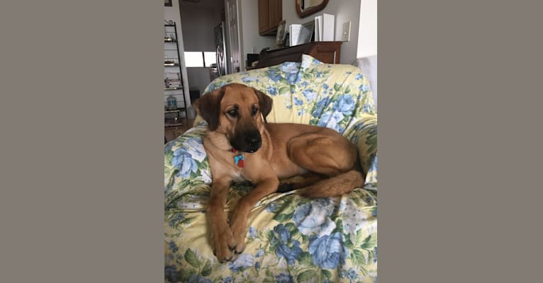 Ella, an Anatolian Shepherd Dog and Bloodhound mix tested with EmbarkVet.com