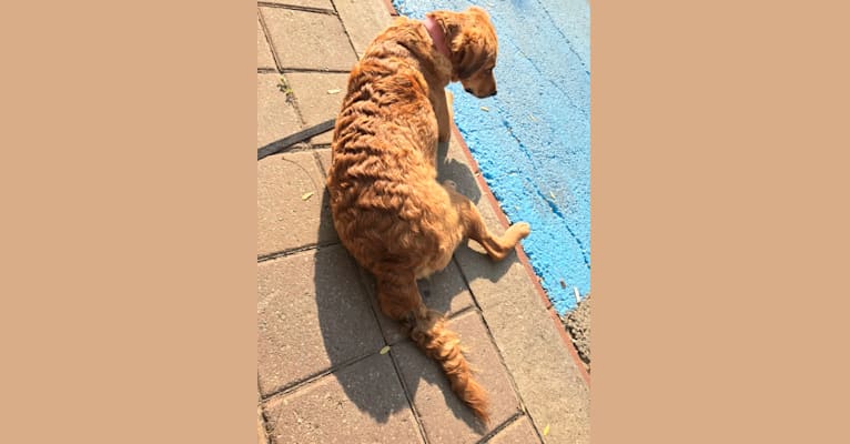 Embark Dog Dna Test Breed