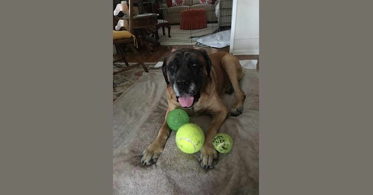 Photo of Charlie Brown, a Mastiff  in National City, California, USA