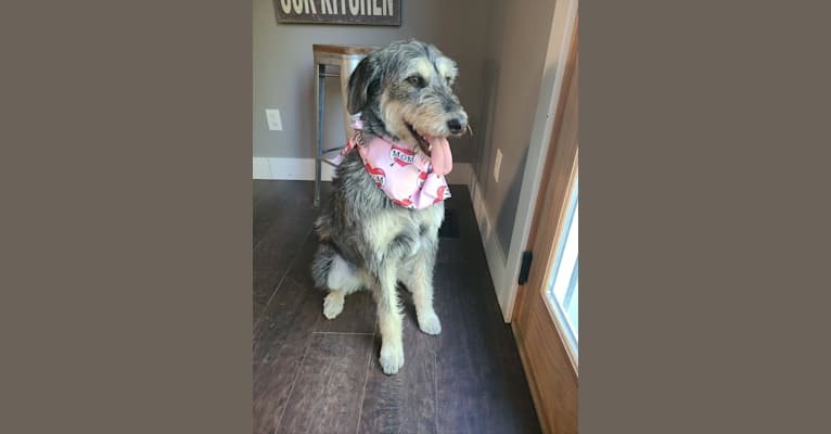 Malamute poodle new arrivals