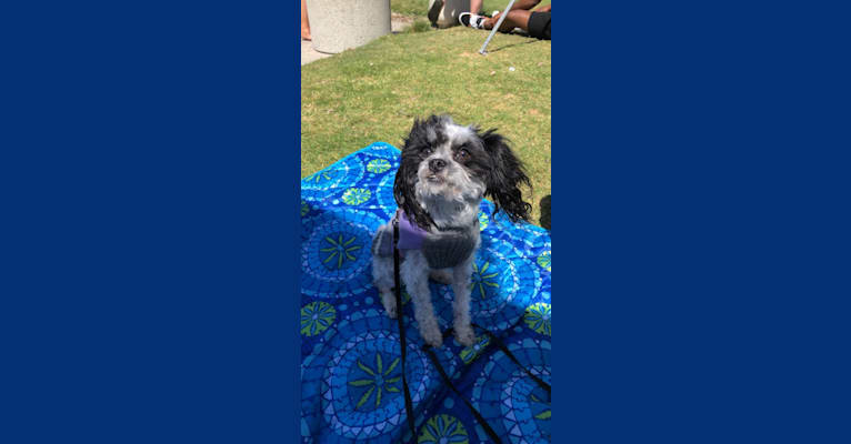 Daizy, a Chihuahua and Cocker Spaniel mix tested with EmbarkVet.com