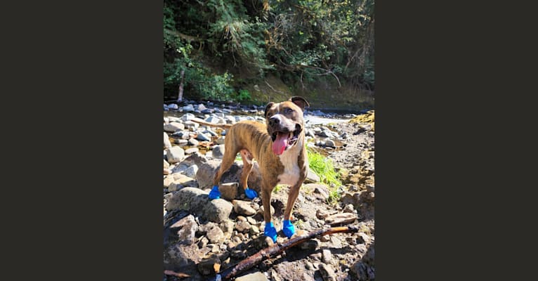 Photo of Rosco, an American Pit Bull Terrier  in Tacoma, Washington, USA