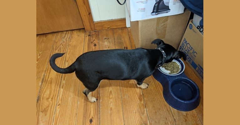 Chewie, a Pug and Chihuahua mix tested with EmbarkVet.com