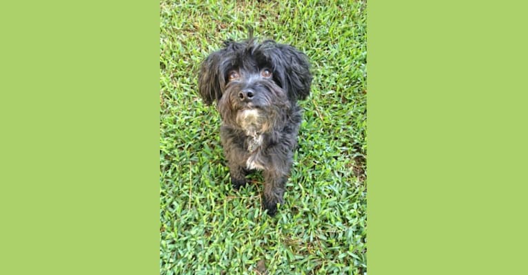 Puck, a Chinese Crested tested with EmbarkVet.com