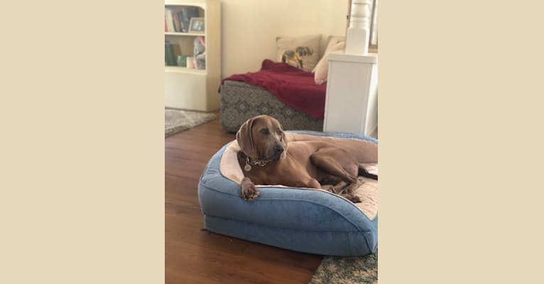 Jasper, a Redbone Coonhound tested with EmbarkVet.com
