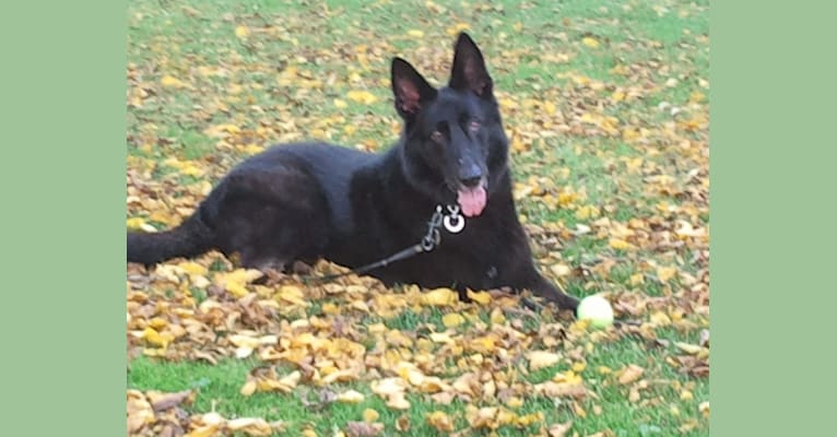 Phoenix, a German Shepherd Dog tested with EmbarkVet.com
