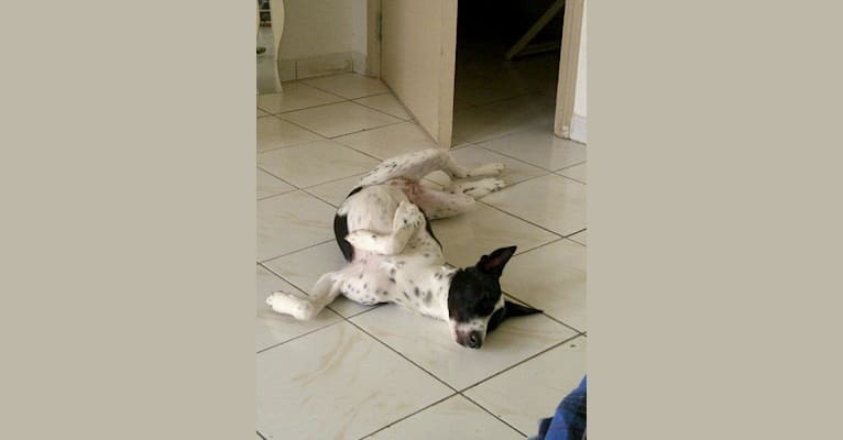 Scottie, an Arabian Village Dog tested with EmbarkVet.com
