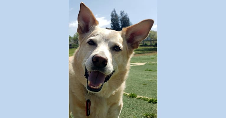 Photo of Hank, an Australian Kelpie, Australian Cattle Dog, and Border Collie mix in San Martin, California, USA