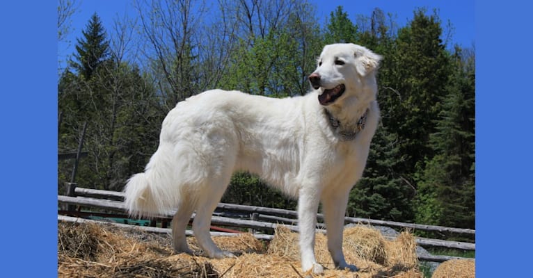 Milo, a Maremma Sheepdog tested with EmbarkVet.com