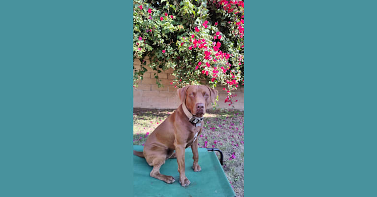 Kingston, a Weimaraner and Labrador Retriever mix tested with EmbarkVet.com