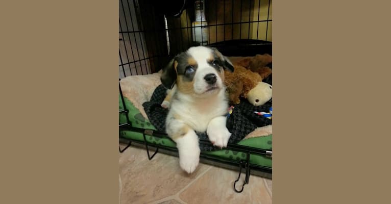 Sterling, a Cardigan Welsh Corgi tested with EmbarkVet.com