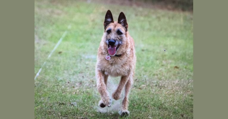 Wicked, a Belgian Shepherd tested with EmbarkVet.com