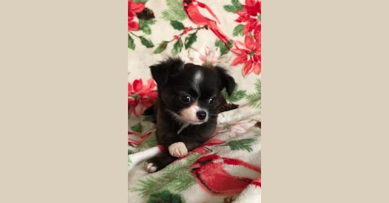 Photo of Angelo Prieto Matos, a Chihuahua  in Mulberry, FL, USA