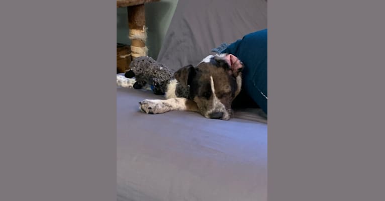 Miles, an Australian Cattle Dog and Boston Terrier mix tested with EmbarkVet.com