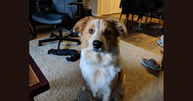 Great pyrenees and sale red heeler mix