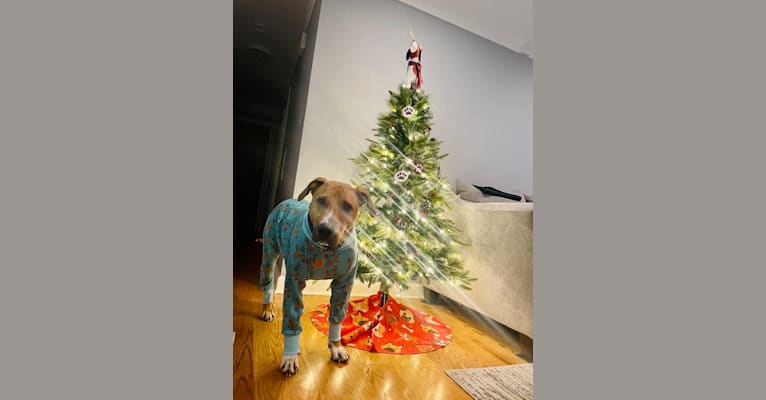 Simon, an American Pit Bull Terrier and Catahoula Leopard Dog mix tested with EmbarkVet.com