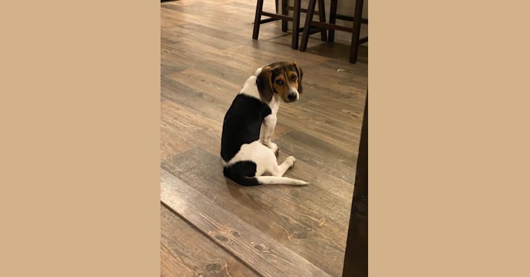 Bandit, a Treeing Walker Coonhound and Beagle mix tested with EmbarkVet.com