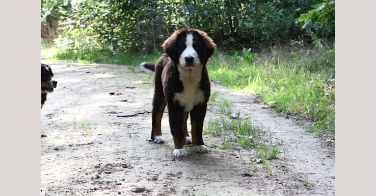 Naevia, a Bernese Mountain Dog tested with EmbarkVet.com