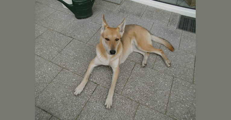 Kimi, a German Shepherd Dog (20.3% unresolved) tested with EmbarkVet.com