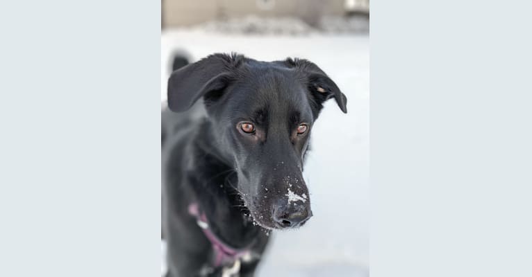 Photo of Kodiak, a German Shepherd Dog, Great Pyrenees, and Mixed mix in Fort Collins, Colorado, USA