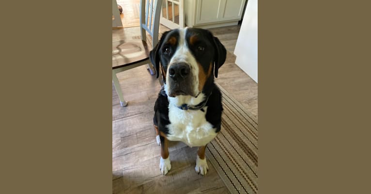 Charlie, a Greater Swiss Mountain Dog tested with EmbarkVet.com