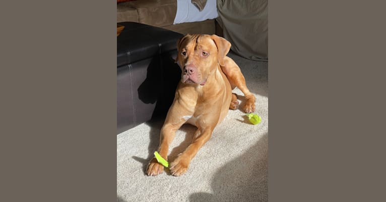Marco, a Boerboel and American Pit Bull Terrier mix tested with EmbarkVet.com