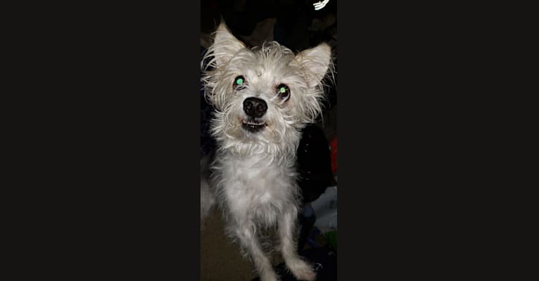 Sam, a Maltese and Rat Terrier mix tested with EmbarkVet.com