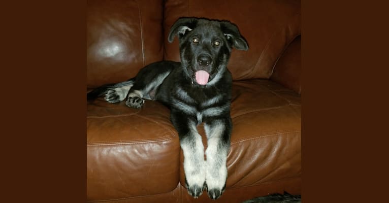 Draco, a German Shepherd Dog and Alaskan Malamute mix tested with EmbarkVet.com
