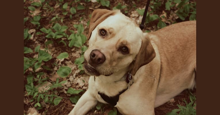 Buddy, a Staffordshire Terrier and Golden Retriever mix tested with EmbarkVet.com