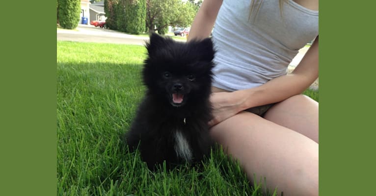 Marlin, a Pomeranian tested with EmbarkVet.com