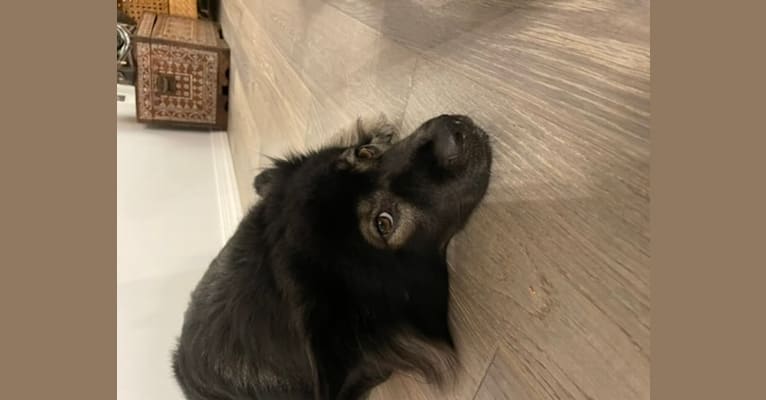 Bodhi, a Japanese or Korean Village Dog and Shiba Inu mix tested with EmbarkVet.com