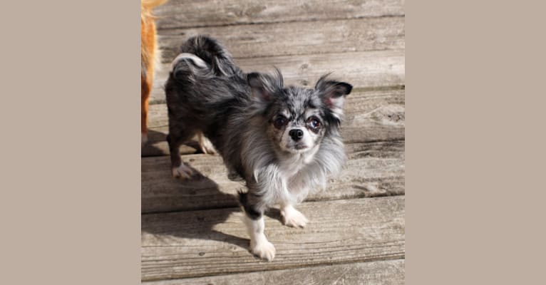 Breezy, a Chihuahua tested with EmbarkVet.com