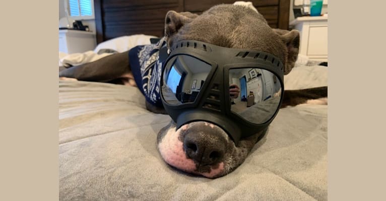 Opie, an American Bulldog tested with EmbarkVet.com