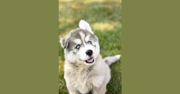 Rumor, a Siberian Husky tested with EmbarkVet.com