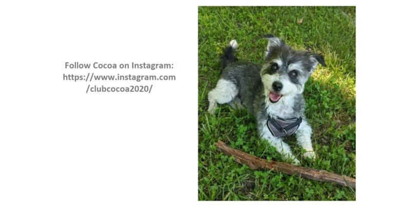 Cocoa, a Havanese and Toy Fox Terrier mix tested with EmbarkVet.com
