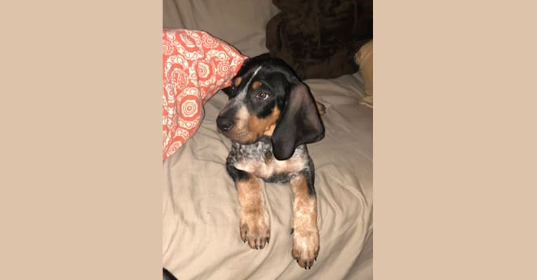 Archie, a Bluetick Coonhound tested with EmbarkVet.com