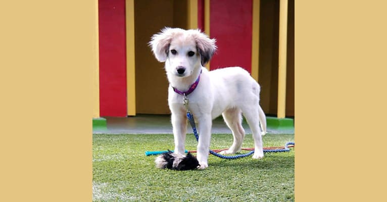 Photo of Pie, a Treeing Walker Coonhound, Great Pyrenees, Cocker Spaniel, Border Collie, German Shepherd Dog, and Mixed mix in Merced, California, USA
