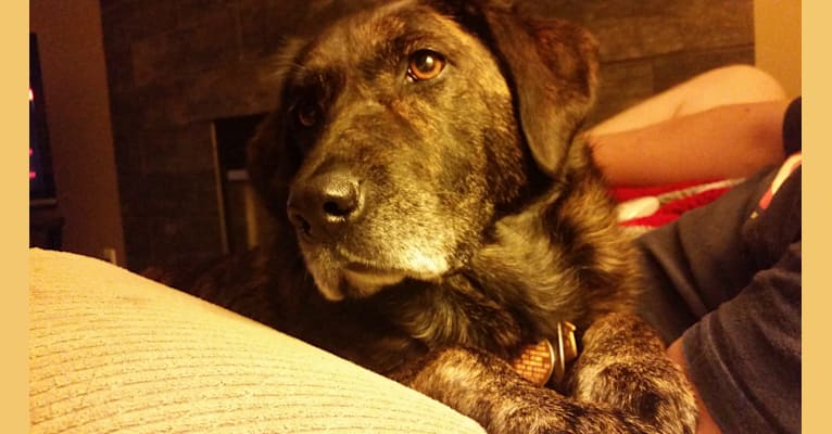 Summer, a Labrador Retriever and German Shepherd Dog mix tested with EmbarkVet.com