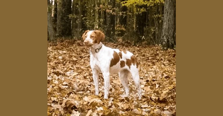 Belle, a Brittany tested with EmbarkVet.com