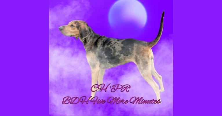 BDH Five More Minutes (Valentine) a dog tested with EmbarkVet.com