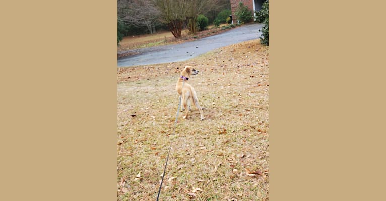 Photo of Willow, a Boxer, Australian Shepherd, Chow Chow, German Shepherd Dog, and Mixed mix in Clinton, North Carolina, USA