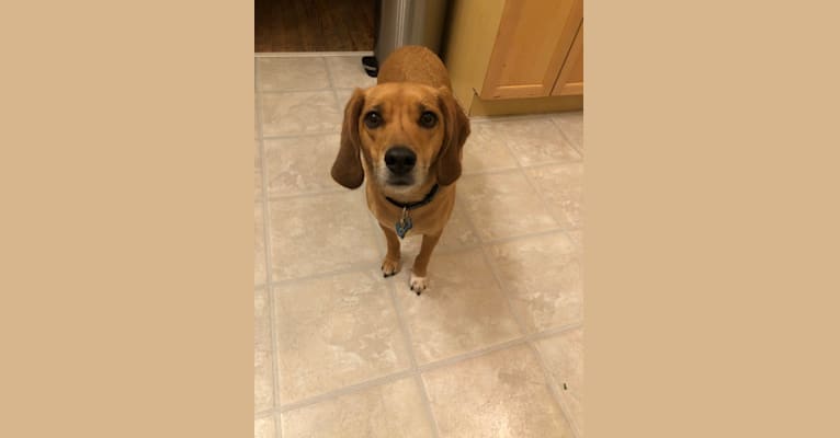 Hank, a Beagle and German Shepherd Dog mix tested with EmbarkVet.com