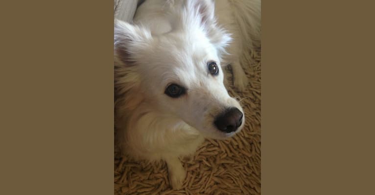 HooDoo, an American Eskimo Dog and Maltese mix tested with EmbarkVet.com