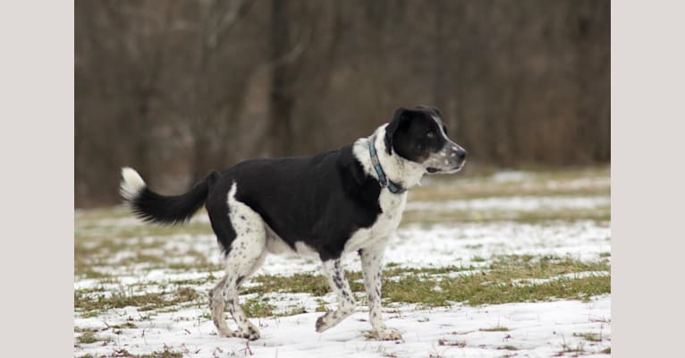 Arrow, a Labrador Retriever and Boston Terrier mix tested with EmbarkVet.com